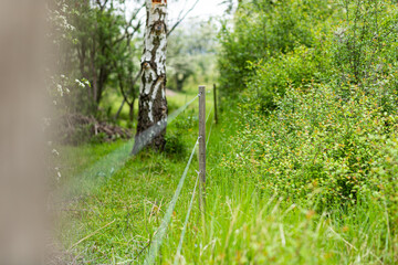 fence in green nature area at amager fælled 