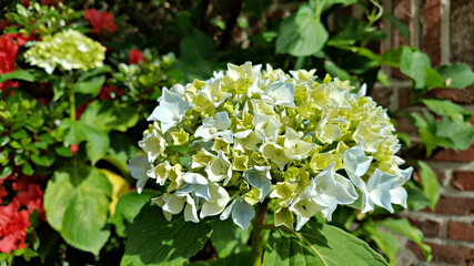 한국 제주도 수국 꽃