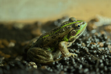 トウキョウダルマガエル