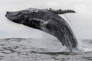 Humpback whale breaching during the period the are feeding on krill, Atlantic Ocean, South Africa.