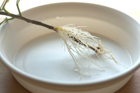 48 件の最適な キジムナー 画像 ストック写真 ベクター Adobe Stock