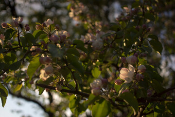 flowering branches of Apple trees in a natural environment. tenderness and light. spring beauty. the Apple tree in its glory. Soft focus