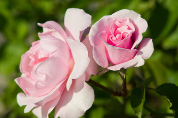 The name of these roses is 