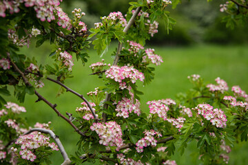 Pink and white flowers on a twitch pointing upwards