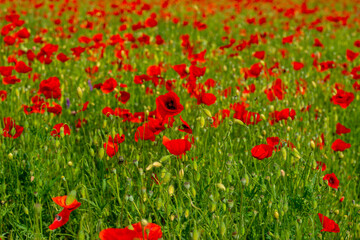red poppies on the green plain on a beautiful summer day