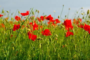 Fototapeta premium czerwone maki na zielonej równinie w piękny letni dzień