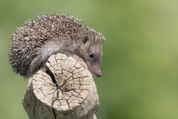 The hedgehog in the forest (Erinaceus europaeus)