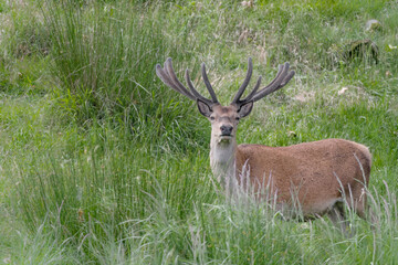 Naklejka na ściany i meble The mighty Red deer male in spring season (Cervus elaphus)