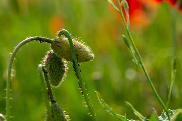 unflowered red poppies on the green plain on a beautiful summer day