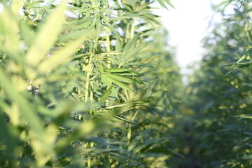 Marijuana Farm. Commercial cultivation of marijuana for pharmaceutical needs. Marijuana plantation. Narcotic plants in agriculture. Sativa hemp plants