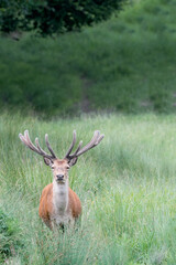 Red deer male moving down the woodland (Cervus elaphus)