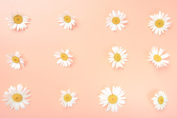 Daisy pattern. Flat lay Top view of chamomile bud laid out on a pink background. Objects on a simple background. Wallpaper, greeting card to the celebration