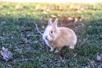 Fototapeta premium Beautiful decorative domestic rabbit on a meadow eats. A pet in the wild in the open air. Stock background for design