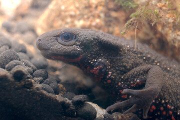 アカハライモリ	