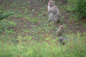 雨に濡れた野生の親子の猿