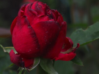 roses in the garden
