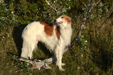 Borzoi dog stands in nature, looking back over the shoulder.