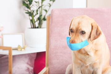 Cute dog with medical protective mask at home