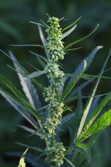 Marijuana Farm. Commercial cultivation of marijuana for pharmaceutical needs. Marijuana plantation. Narcotic plants in agriculture. Sativa hemp plants