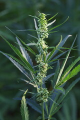 Marijuana Farm. Commercial cultivation of marijuana for pharmaceutical needs. Marijuana plantation. Narcotic plants in agriculture. Sativa hemp plants