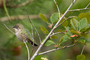Female Anna's Hummingbird 