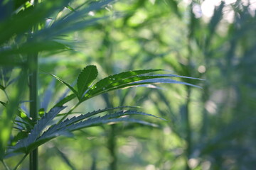 Marijuana Farm. Commercial cultivation of marijuana for pharmaceutical needs. Marijuana plantation. Narcotic plants in agriculture. Sativa hemp plants