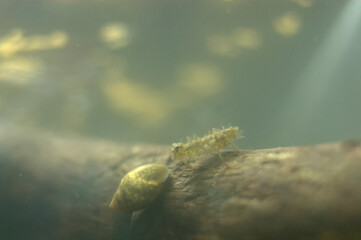 藻だらけのヤゴ © SHIMAshima