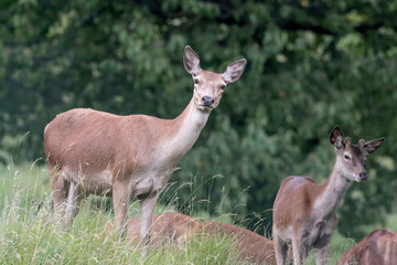 Naklejka na ściany i meble Herd of deer at the edge of the woodland (Cervus elaphus)