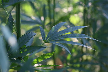 Marijuana Farm. Commercial cultivation of marijuana for pharmaceutical needs. Marijuana plantation. Narcotic plants in agriculture. Sativa hemp plants