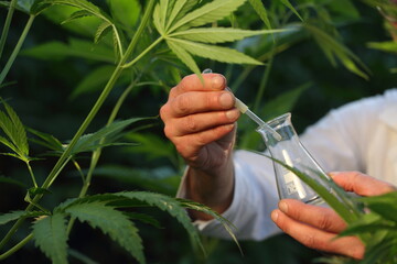 Scientist biologist works in hemp field
