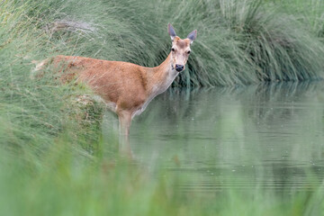 Amazing portrait of Red deer into the river (Cervus elaphus)