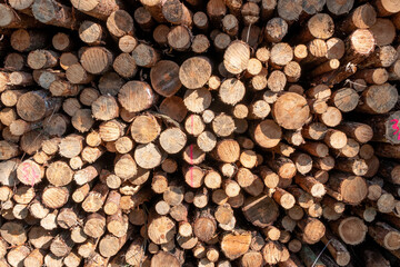 Fototapeta premium Cut wood on top of each other
