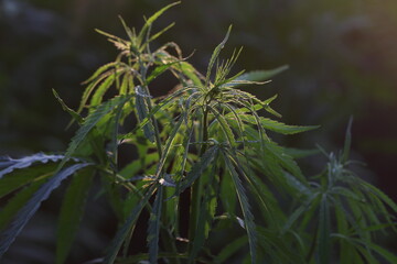 Marijuana Farm. Commercial cultivation of marijuana for pharmaceutical needs. Marijuana plantation. Narcotic plants in agriculture. Sativa hemp plants