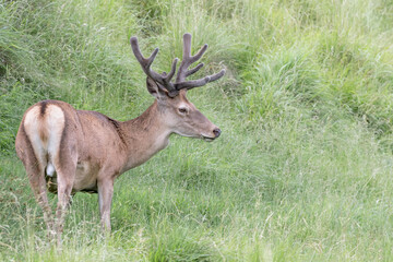 Naklejka na ściany i meble Young red deer male in Alps regions (Cervus elaphus)