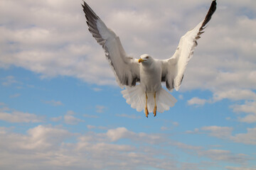 A seagull has stopped in the air