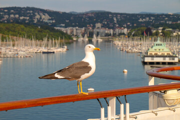 Fototapeta na wymiar A seagull is standing on a ship's rail in the Oslo harbor