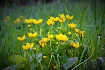 yelow flowers © jholy