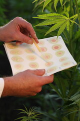 Scientist biologist works in hemp field