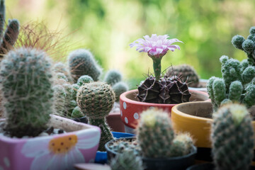 Cactus in mini pot in small garden , selective focus