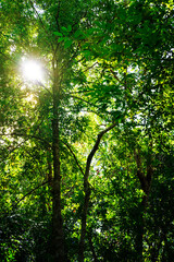 Green trees in the forest with sunshine through leaf
