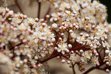 cherry blossom in spring