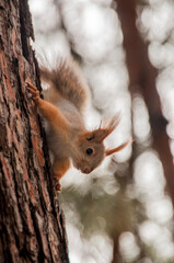 squirrel on a tree