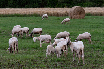 Obraz premium Pecore al pascolo