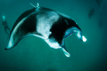 Manta ray feeding on copepods in the Hanifaru Bay area, Baa Atoll, The Maldives.