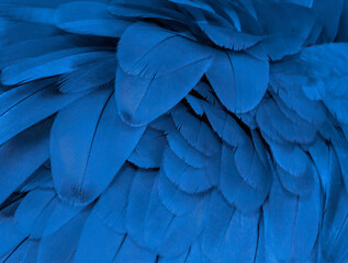 Blue and gold macaw feathers in closeup