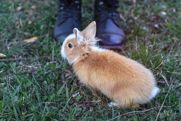 Beautiful decorative domestic rabbit on a meadow eats. A pet in the wild in the open air. Stock background for design