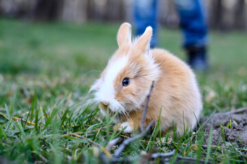Beautiful decorative domestic rabbit on a meadow eats. A pet in the wild in the open air. Stock background for design