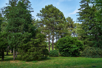 Fototapeta na wymiar Summer Park. Trees in the summer park.