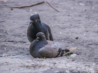 Fototapeta premium Beautiful dark pair of pigeons mating game. Birds play on the ground. Stock romantic background.