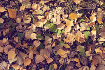 Yellowed fallen leaves on the withered grass in the Park. Autumn background. The onset of autumn